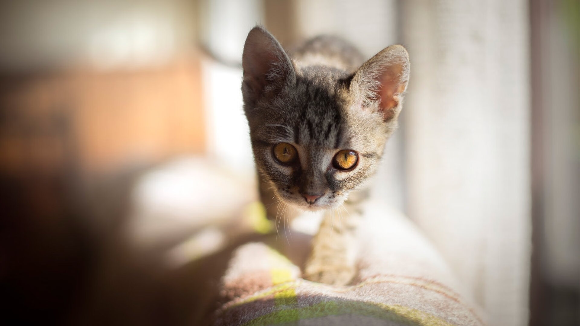 开云网页-_国际水上运动大会：畅享水域激情_，国际体育总局水上运动管理中心