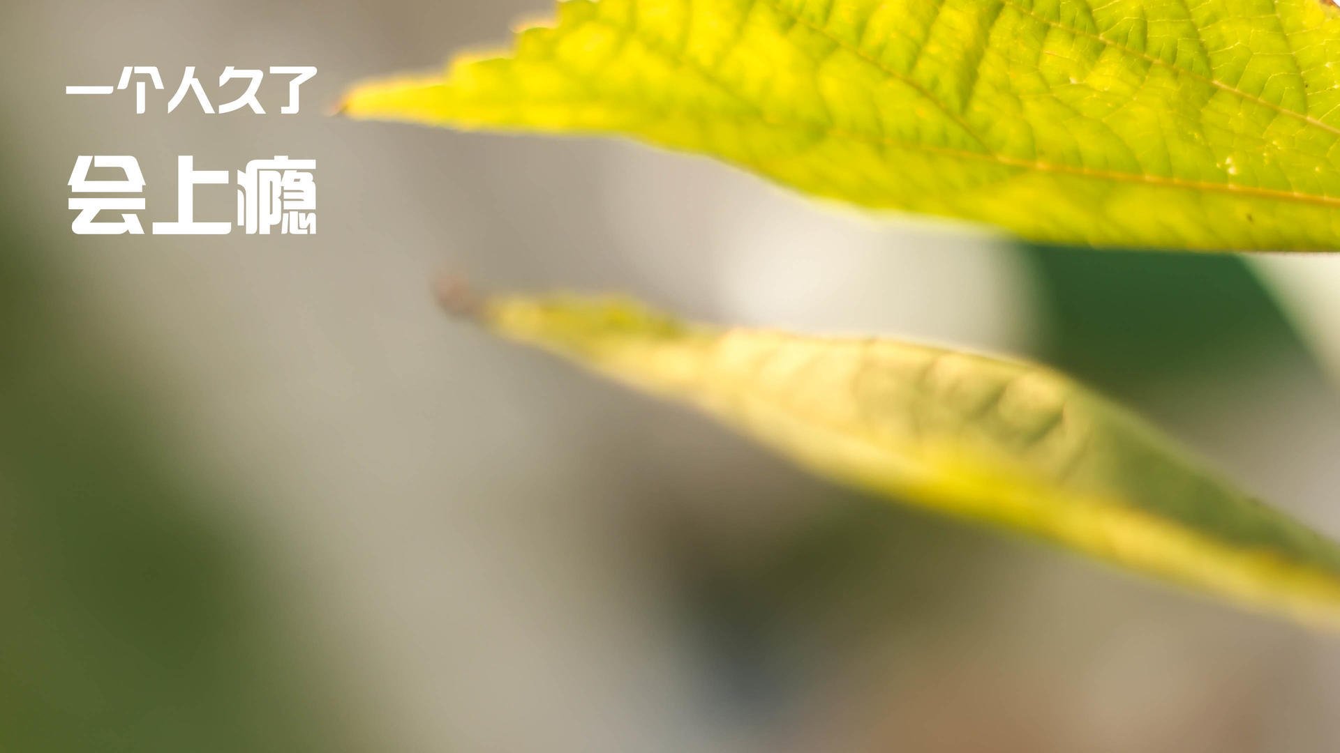 开云体育官方网站-_魔术队迎来连续获胜，信心爆棚_，魔术队2020