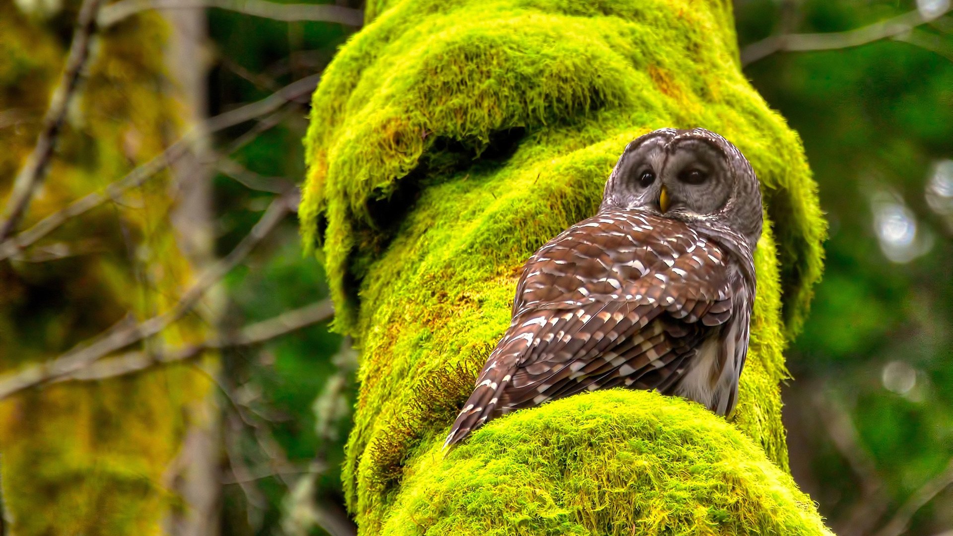 【数据驱动】洋基打击率一路飙升的背后原因，洋基doodle