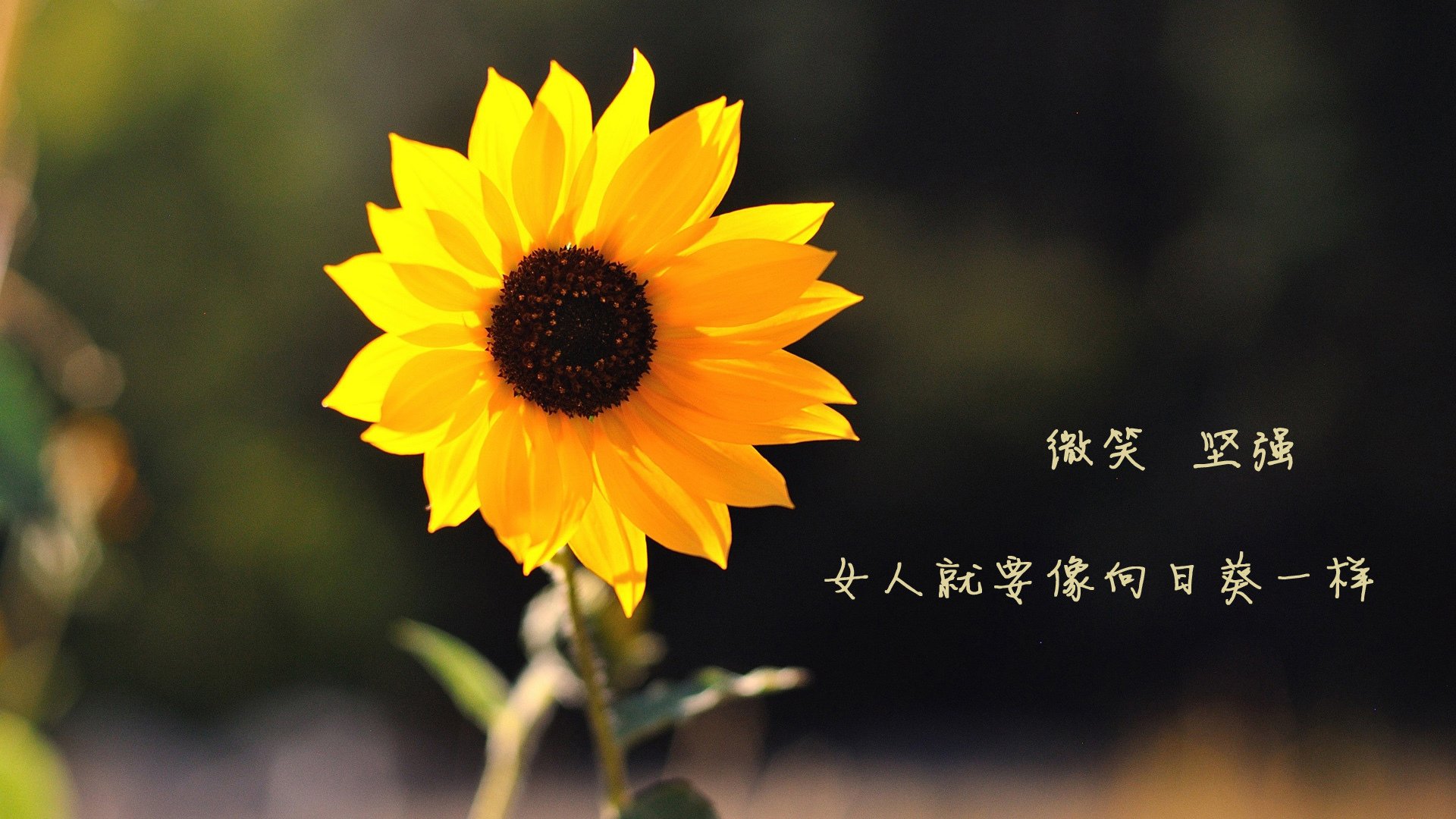 kering.com-意甲：国际米兰1-0小胜弗罗伦萨，卢卡库点射破门，国际米兰佛罗伦萨比分预测